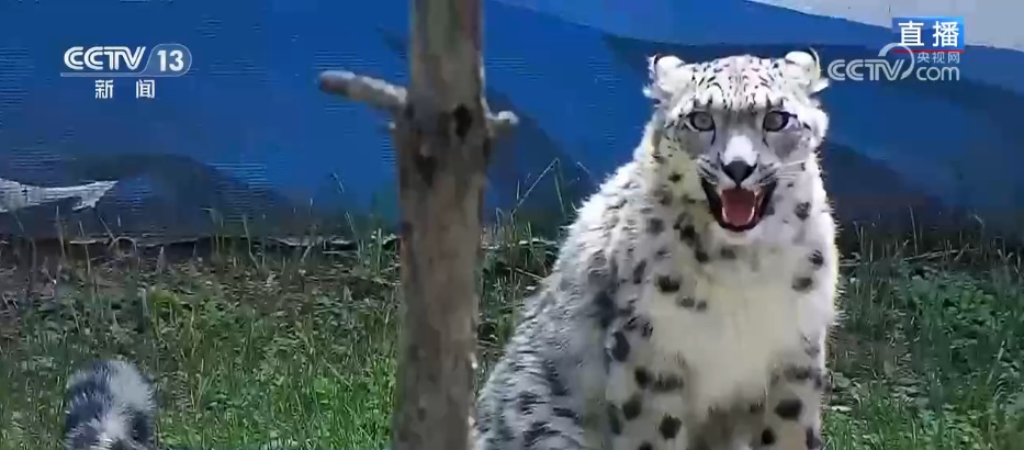 活力中国调研行 | 从雪豹“凌小蛰”的重生看野生动物保护新突破 活力中国调研行 | 从雪豹“凌小蛰”的重生看野生动物保护新突破