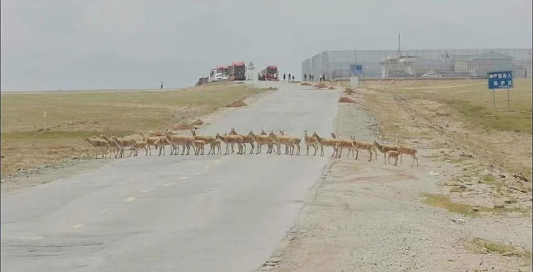 可可爱爱!藏羚羊排队过马路“回家” 可可爱爱!藏羚羊排队过马路“回家”