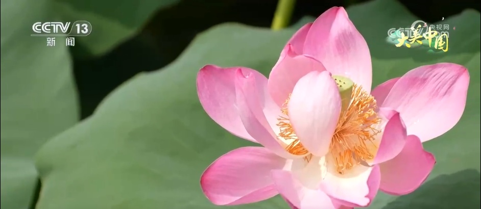 荒山变“金山”、山水“酿”诗意 镜头里的夏日中国气象万千