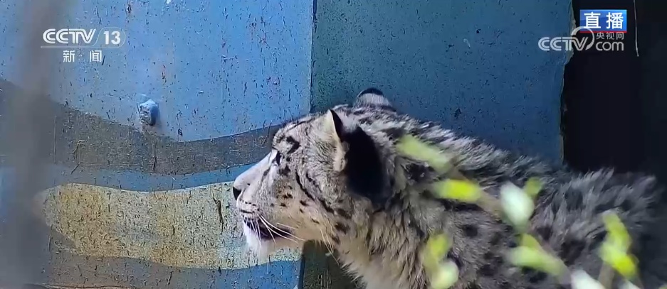 活力中国调研行 | 从雪豹“凌小蛰”的重生看野生动物保护新突破 活力中国调研行 | 从雪豹“凌小蛰”的重生看野生动物保护新突破