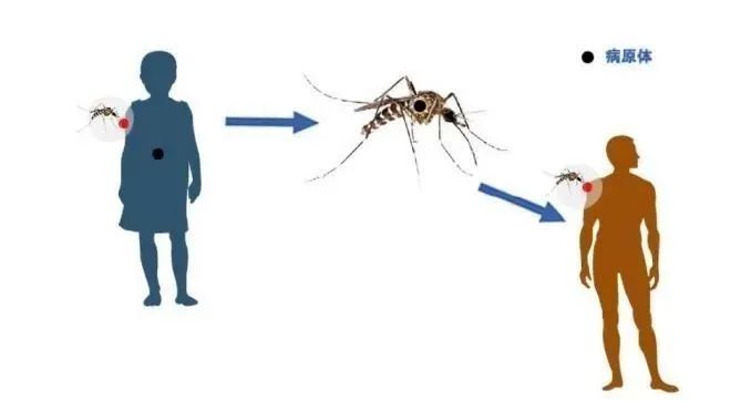 广东省基孔肯雅热报告病例数呈上升趋势，疾控提醒