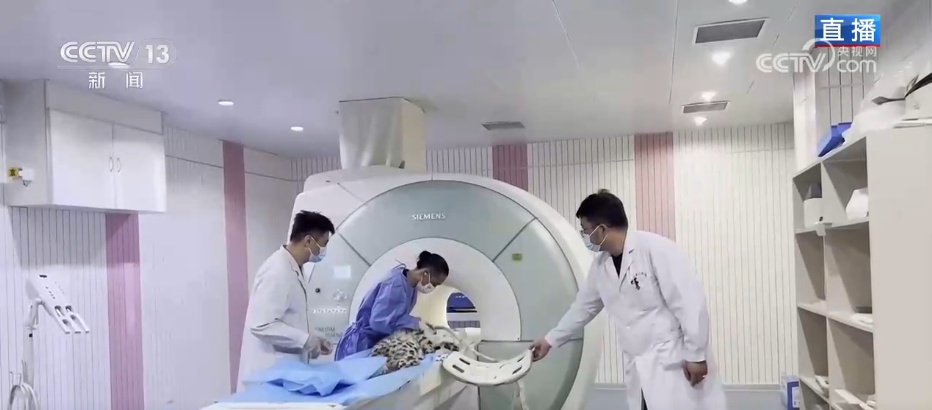 活力中国调研行 | 从雪豹“凌小蛰”的重生看野生动物保护新突破 活力中国调研行 | 从雪豹“凌小蛰”的重生看野生动物保护新突破