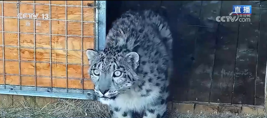 活力中国调研行 | 从雪豹“凌小蛰”的重生看野生动物保护新突破 活力中国调研行 | 从雪豹“凌小蛰”的重生看野生动物保护新突破