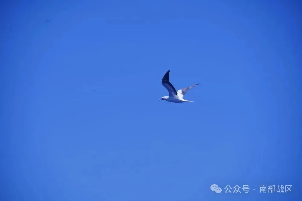 中国海警的守护下，黄岩岛的夏日