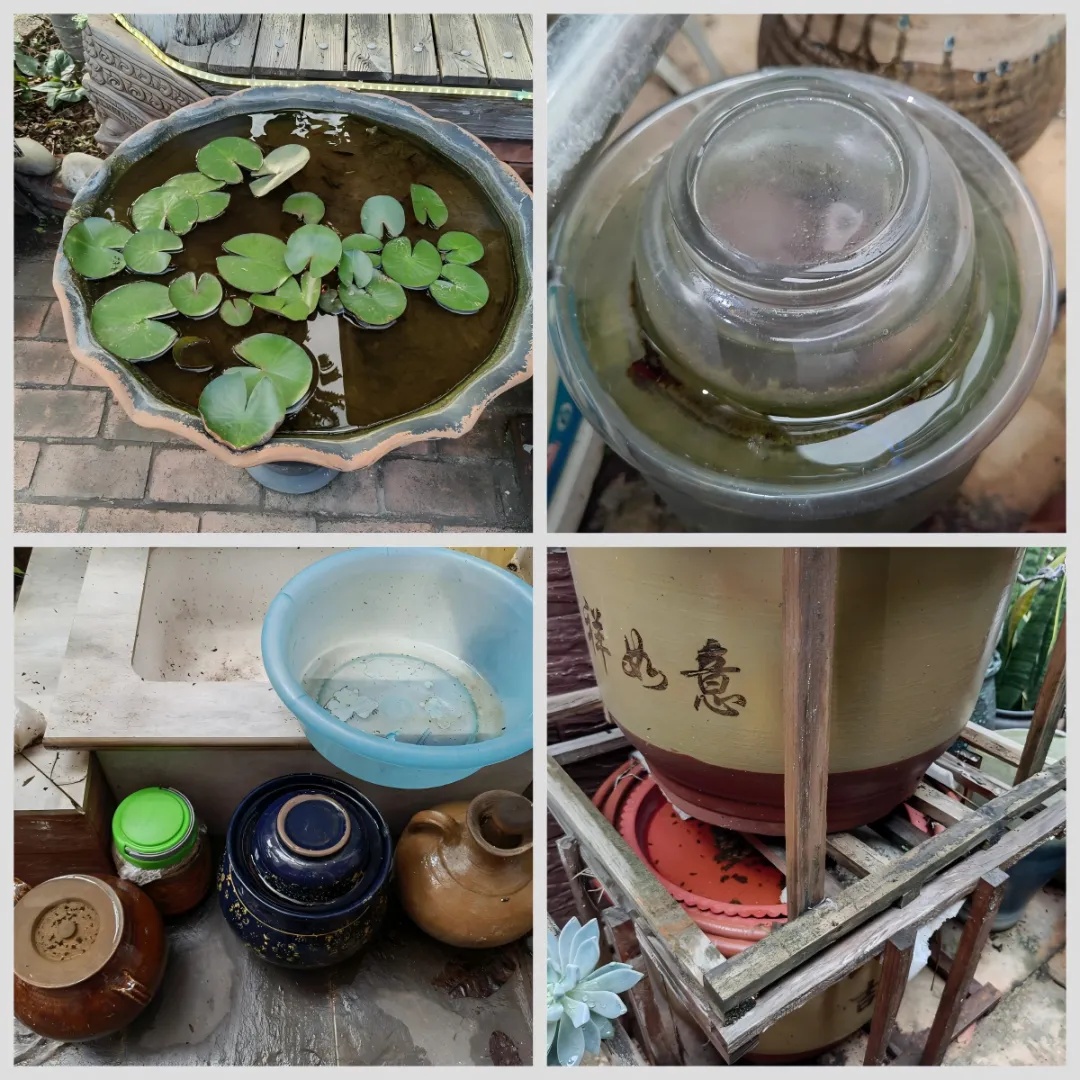 基孔肯雅热的11个关键问题，一文说清→