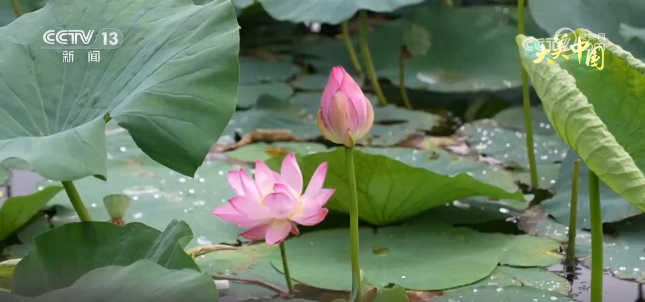 荒山变“金山”、山水“酿”诗意 镜头里的夏日中国气象万千