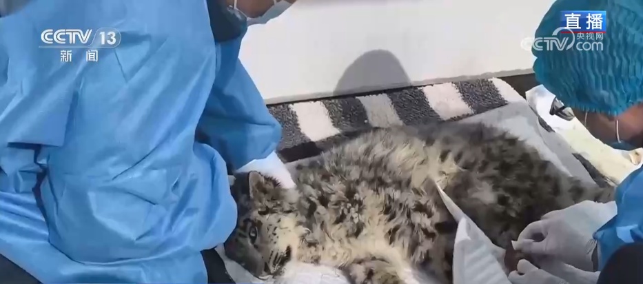 活力中国调研行 | 从雪豹“凌小蛰”的重生看野生动物保护新突破 活力中国调研行 | 从雪豹“凌小蛰”的重生看野生动物保护新突破