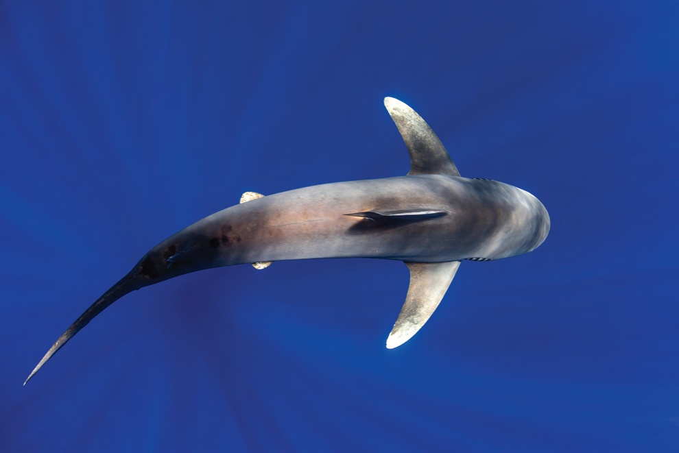 蝌学荐书 | 人类如何毁掉一片大海？