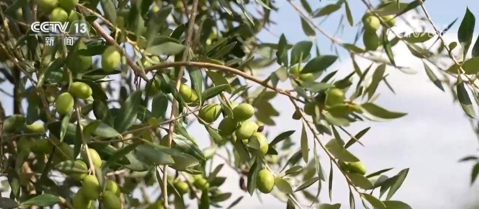 荒山变“金山”、山水“酿”诗意 镜头里的夏日中国气象万千
