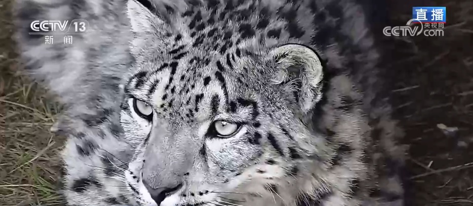 活力中国调研行 | 从雪豹“凌小蛰”的重生看野生动物保护新突破 活力中国调研行 | 从雪豹“凌小蛰”的重生看野生动物保护新突破