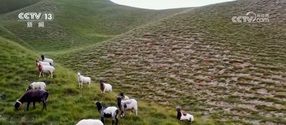 荒山变“金山”、山水“酿”诗意 镜头里的夏日中国气象万千