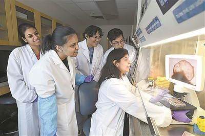 科学家培育出新型“全脑”类器官