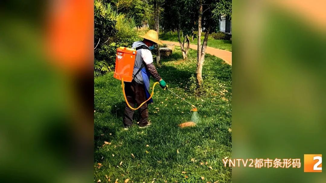 昆明绿化带里看见这种小红旗，不要摸！不要碰！迅速离开……