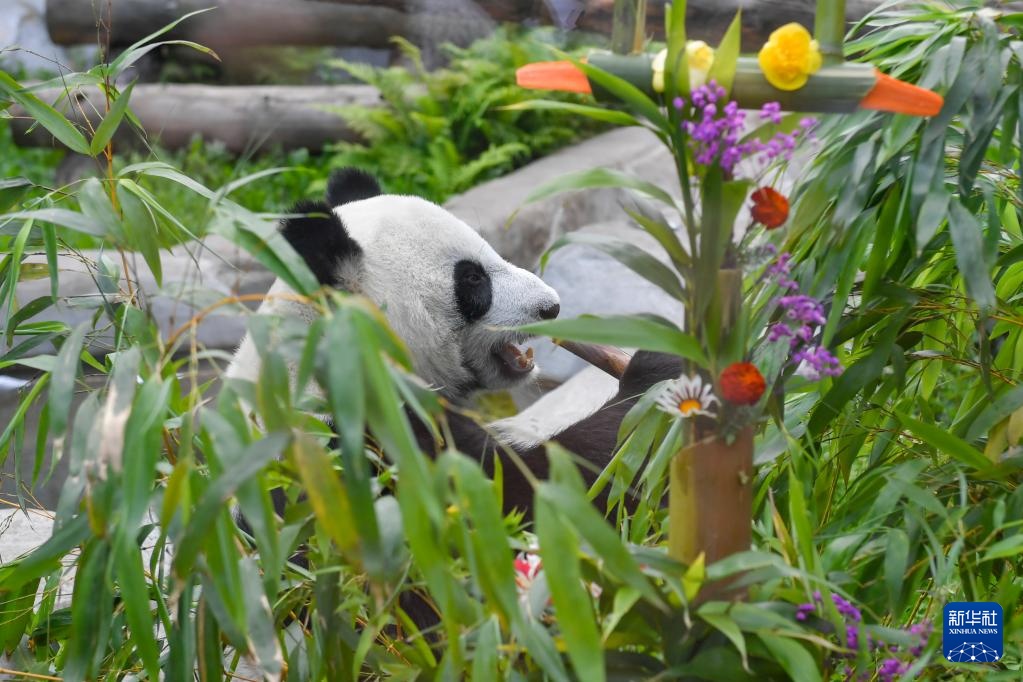莫斯科动物园为旅俄大熊猫“丁丁”庆生