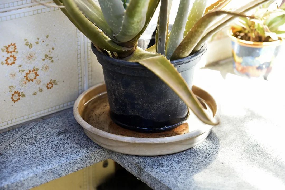 基孔肯雅热的11个关键问题，一次说清→