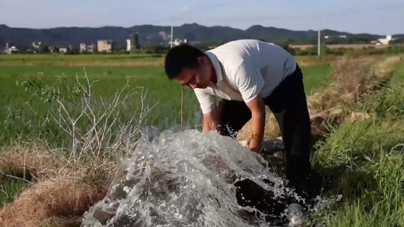 江西九江：水稻面临干旱 提灌取水保障丰产丰收