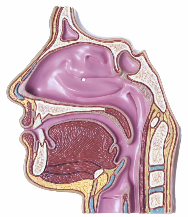7岁娃鼻炎1年半，到医院一查鼻子里竟然长颗牙，医生：非常罕见，接诊近十万人第一次见