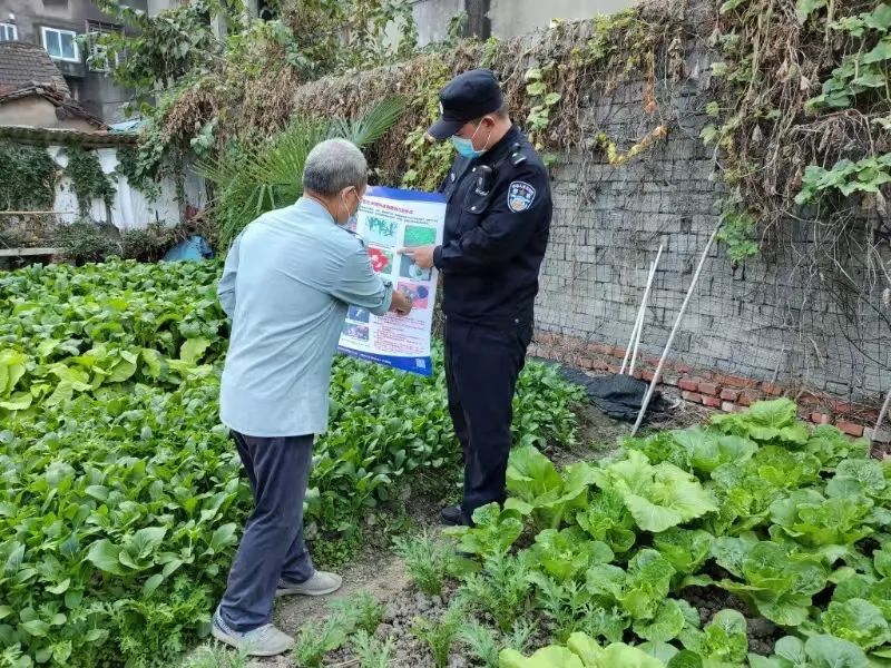 种一株也违法！去年以来湖北共铲除非法种植罂粟18万余株