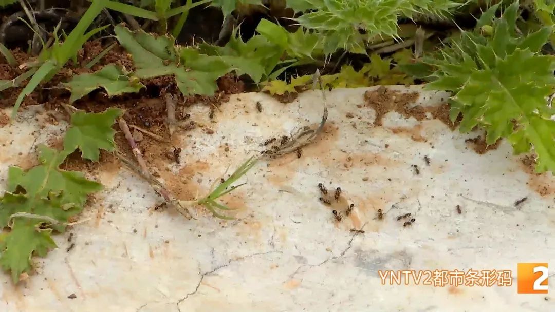 昆明绿化带里看见这种小红旗，不要摸！不要碰！迅速离开……