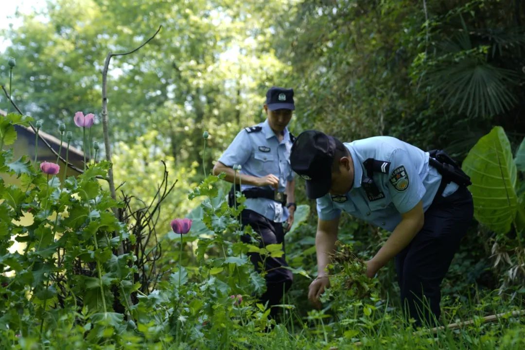 种一株也违法！去年以来湖北共铲除非法种植罂粟18万余株