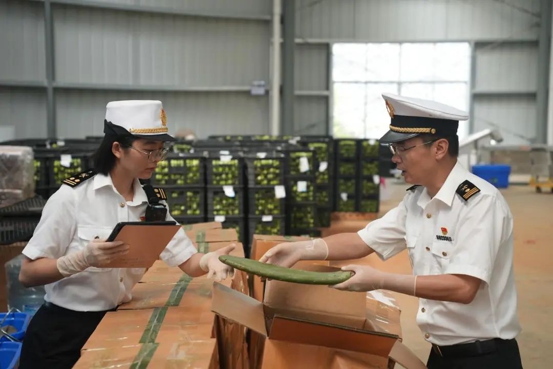 全国首票！云南文山可食仙人掌即将“出海”