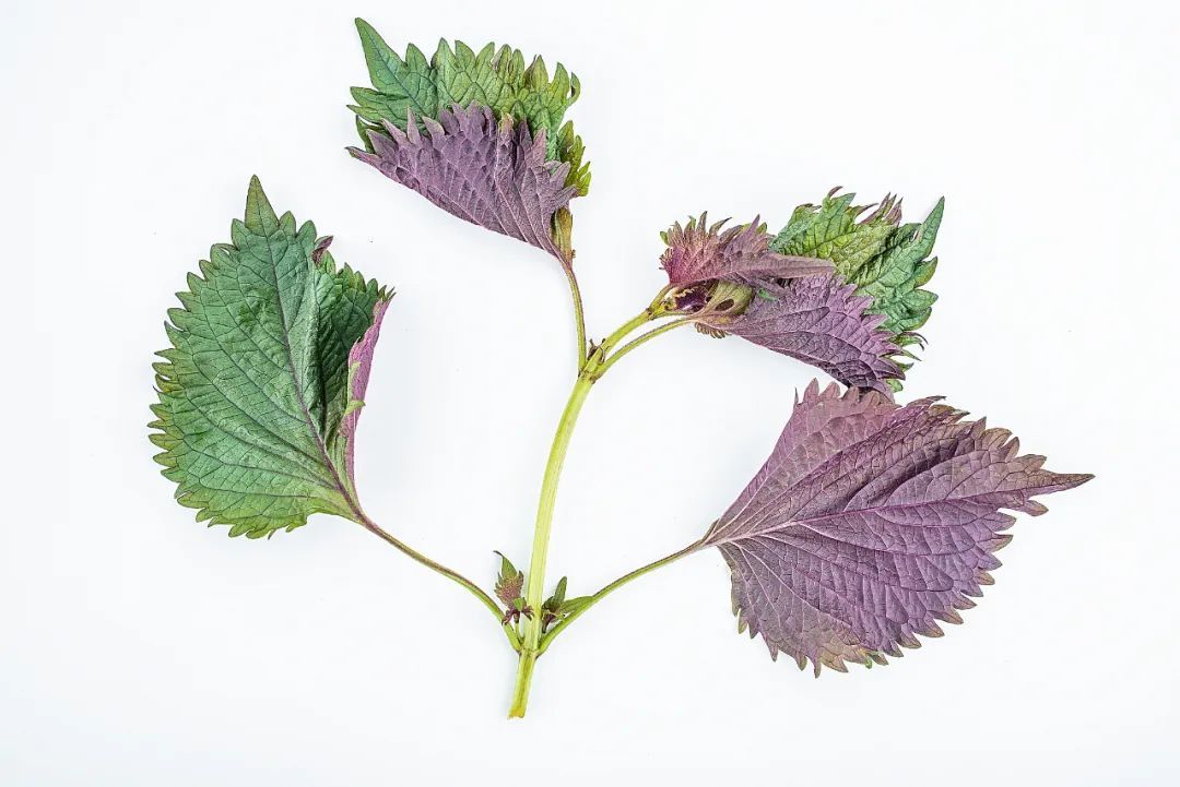 暴雨过后必看！这7类食物一口都别碰，提醒→