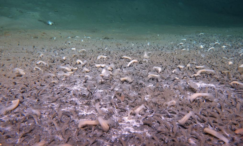 我国科学家发现“吃”硫化氢和甲烷的最深海底生命群落