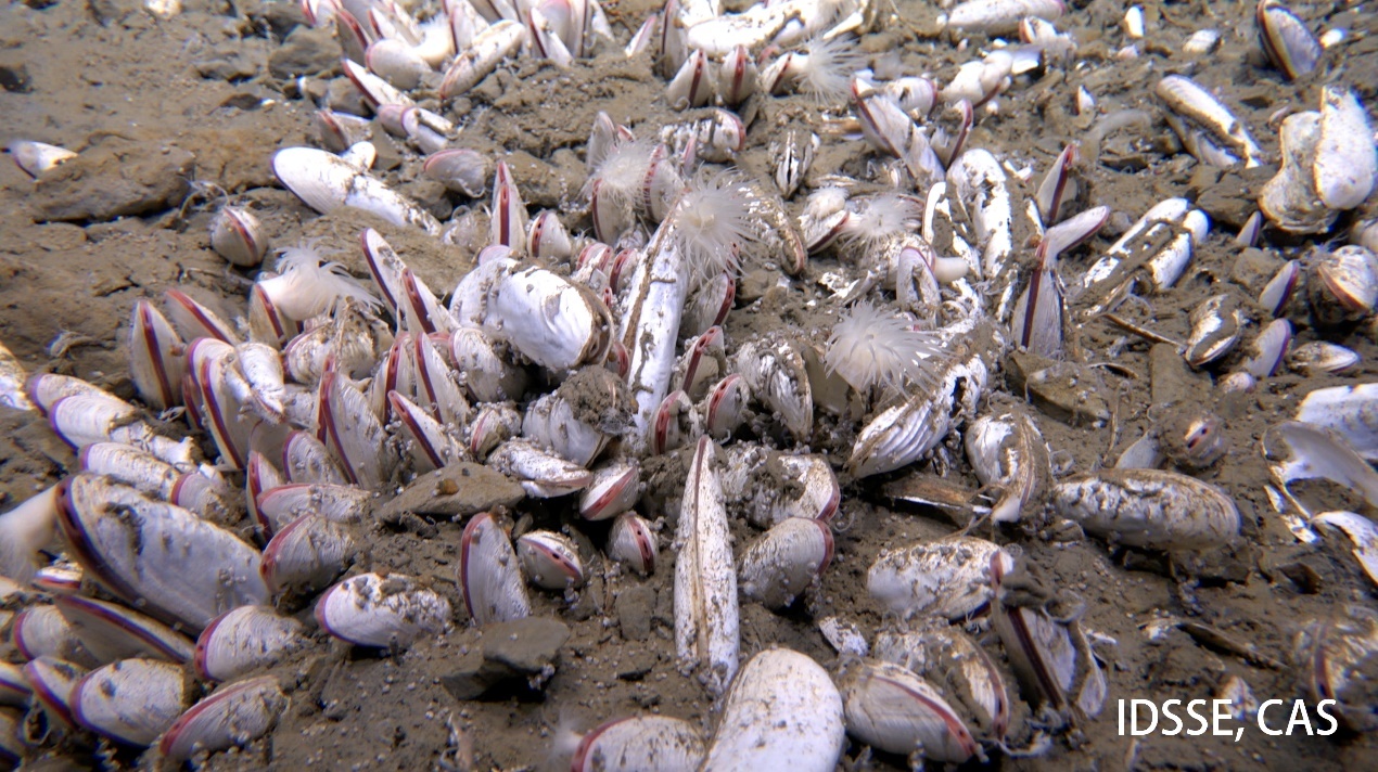 万米海底，“奋斗者”号发现生命绿洲