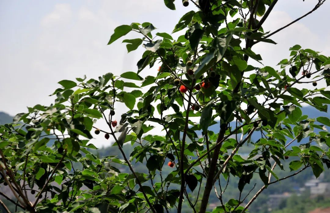 山风、蝉鸣、古树浓荫……郑州1h直达伏羲山脚下的小众秘境！