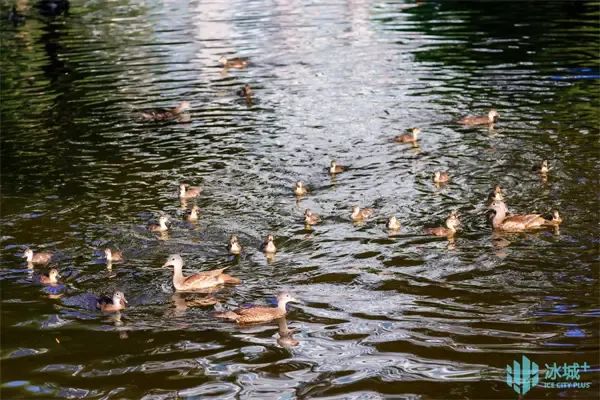 17窝206只,刷新历史纪录!兆麟公园鸳鸯繁殖季完美收官 17窝206只,刷新历史纪录!兆麟公园鸳鸯繁殖季完美收官