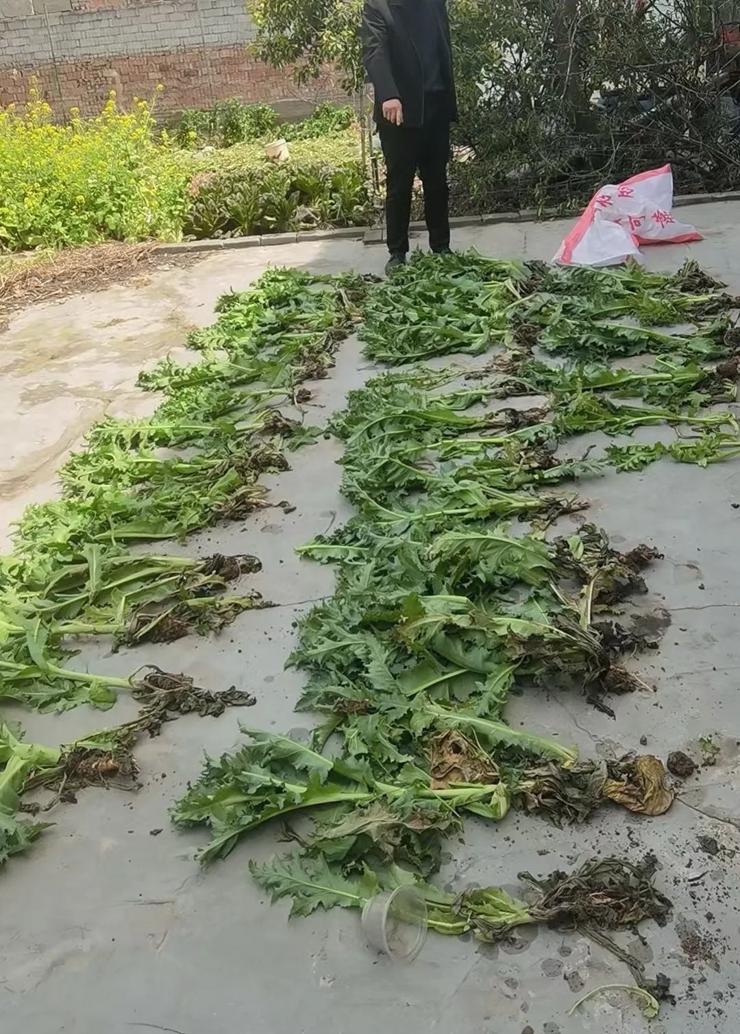 种一株也违法！去年以来湖北共铲除非法种植罂粟18万余株