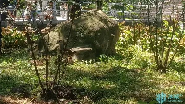 17窝206只,刷新历史纪录!兆麟公园鸳鸯繁殖季完美收官 17窝206只,刷新历史纪录!兆麟公园鸳鸯繁殖季完美收官