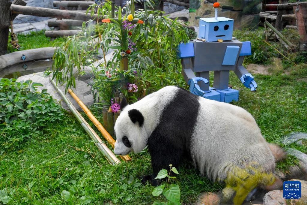莫斯科动物园为旅俄大熊猫“丁丁”庆生