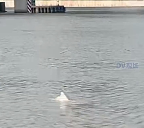 广州珠江发现白海豚！街坊：好神奇
