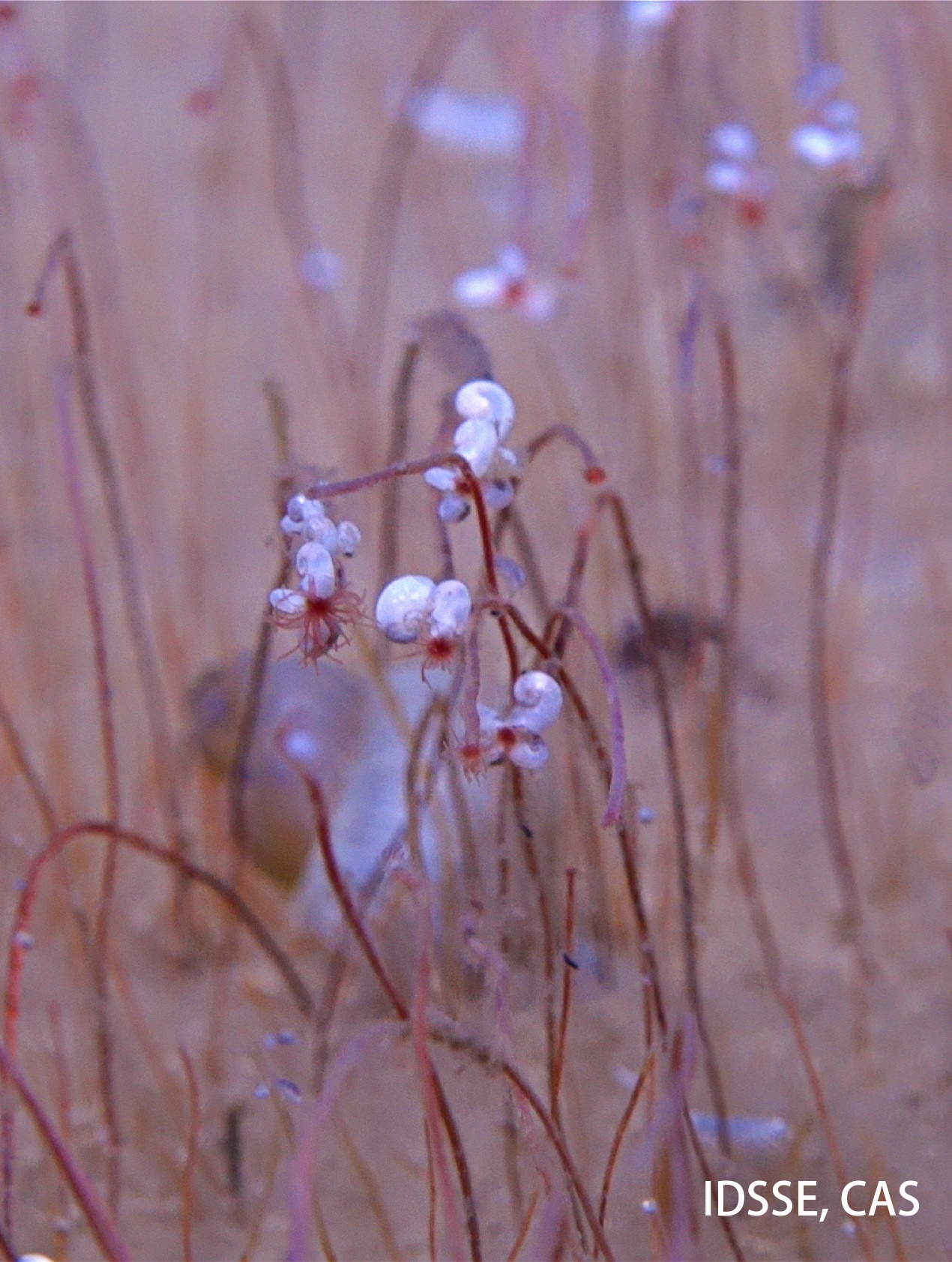 万米海底，“奋斗者”号发现生命绿洲