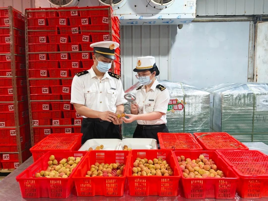 跨越18000公里，广东“荔枝皇后”首次出口瑙鲁