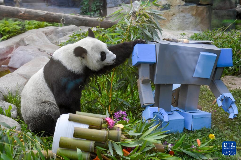 莫斯科动物园为旅俄大熊猫“丁丁”庆生