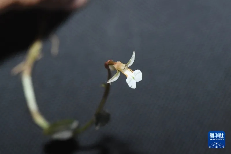 雅鲁藏布江,一座“气候博物馆”! 雅鲁藏布江,一座“气候博物馆”!