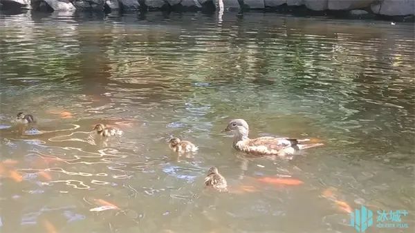 17窝206只,刷新历史纪录!兆麟公园鸳鸯繁殖季完美收官 17窝206只,刷新历史纪录!兆麟公园鸳鸯繁殖季完美收官