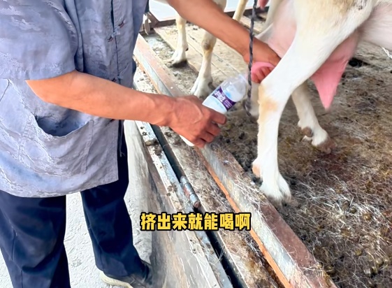 谨慎购买饮用！市场监管部门曝光现挤鲜奶三大风险隐患