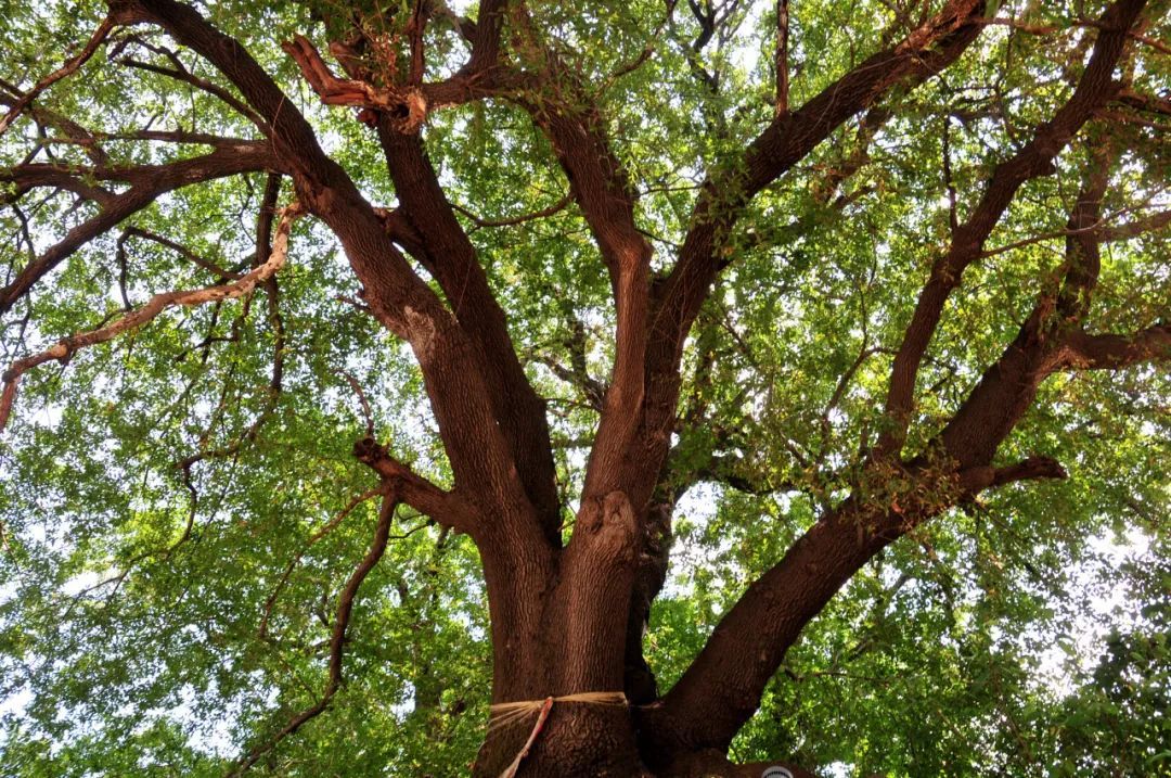 山风、蝉鸣、古树浓荫……郑州1h直达伏羲山脚下的小众秘境！