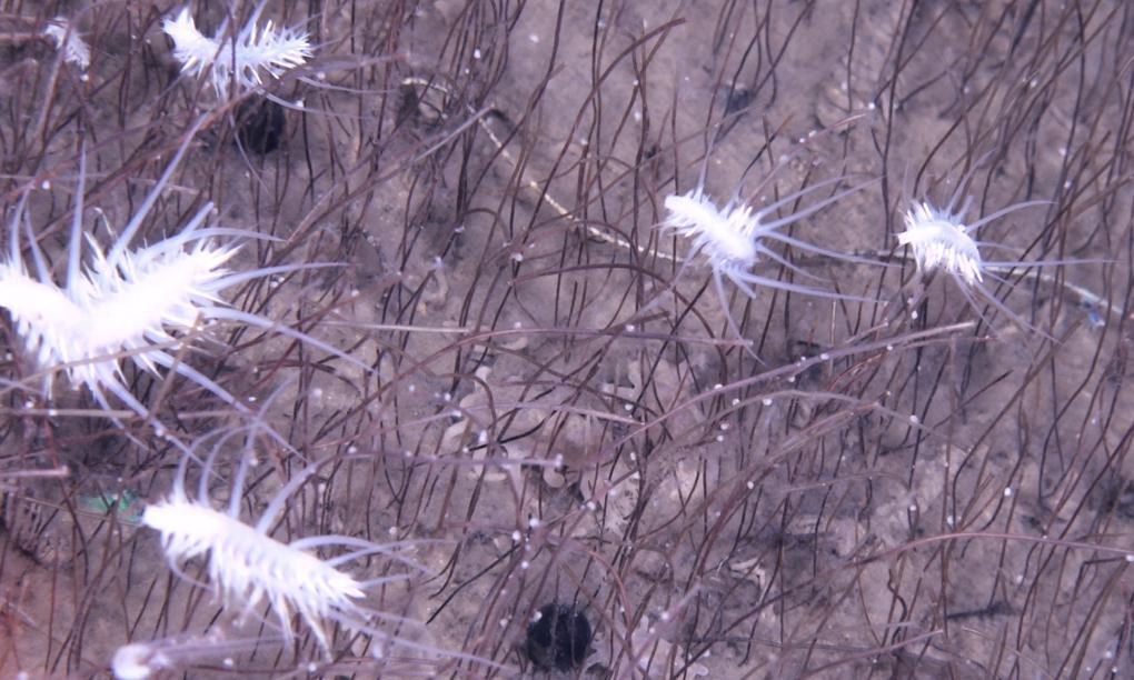 我国科学家发现“吃”硫化氢和甲烷的最深海底生命群落