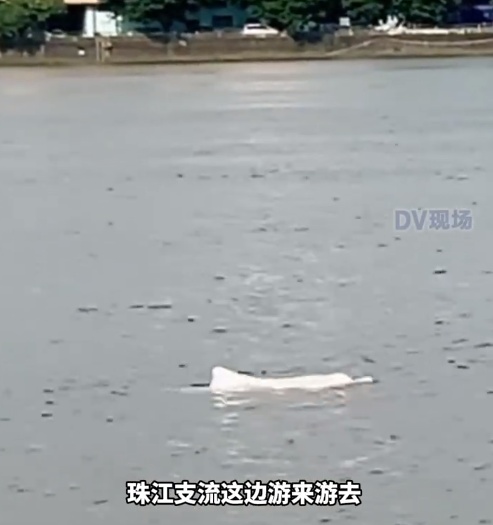 广州珠江发现白海豚！街坊：好神奇