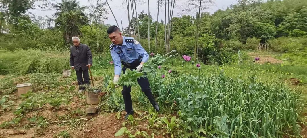 种一株也违法！去年以来湖北共铲除非法种植罂粟18万余株