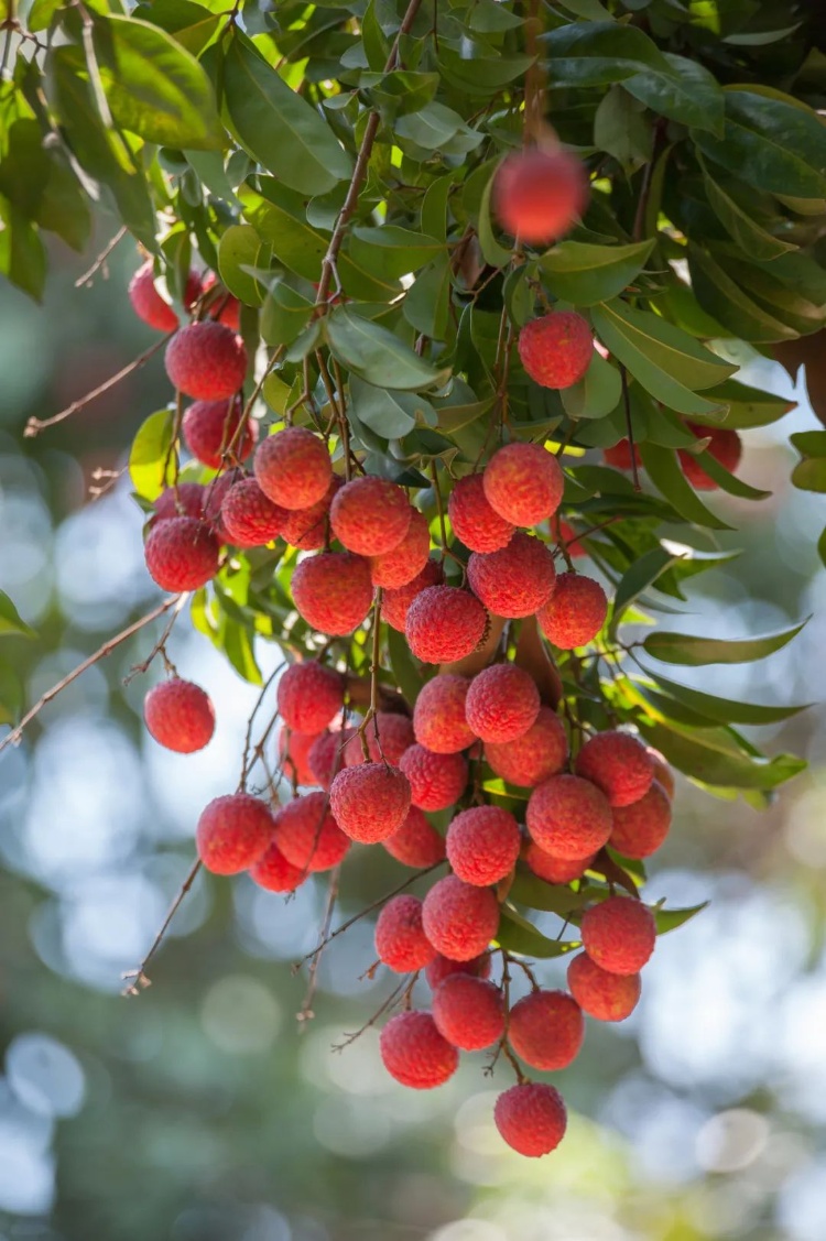 跨越18000公里，广东“荔枝皇后”首次出口瑙鲁