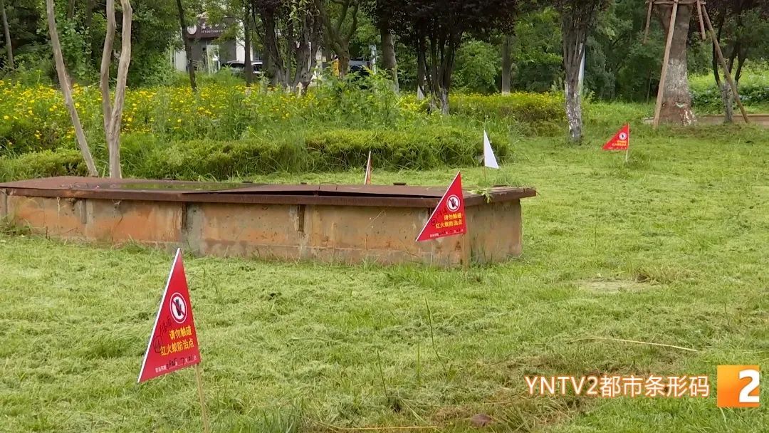 昆明绿化带里看见这种小红旗，不要摸！不要碰！迅速离开……