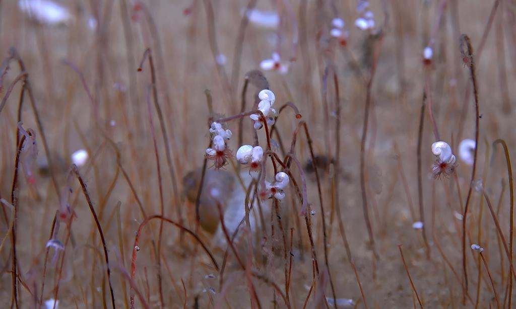 我国科学家发现“吃”硫化氢和甲烷的最深海底生命群落