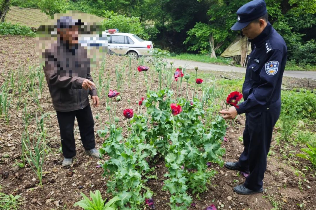 种一株也违法！去年以来湖北共铲除非法种植罂粟18万余株