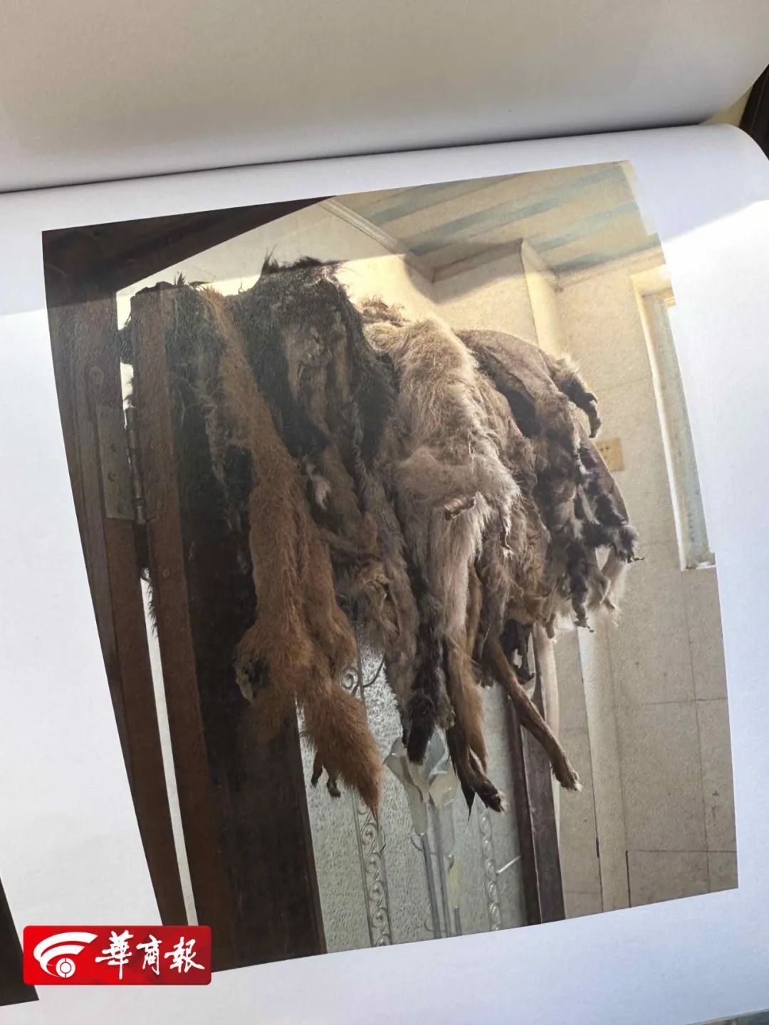 污秽遍地,阳台挂满狗皮……情侣租户强占房子一年多,“门打开后正常人都受不了” 污秽遍地,阳台挂满狗皮……情侣租户强占房子一年多,“门打开后正常人都受不了”