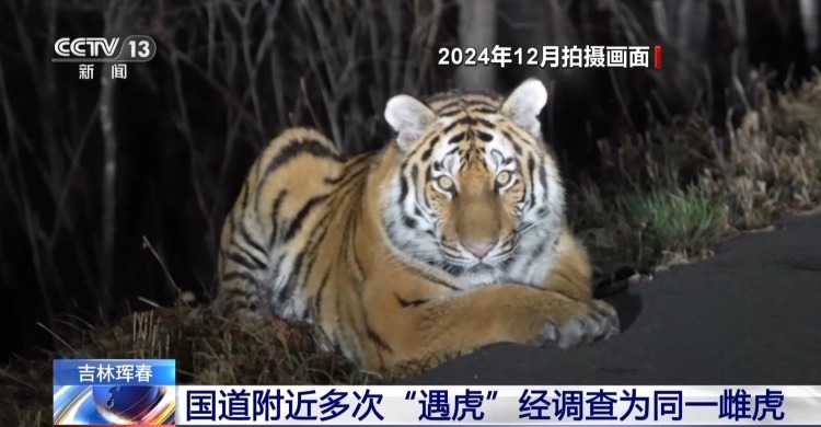 国道附近人虎“狭路相逢”？记者调查发现……